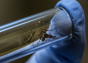 Un científico manipula un tubo de ensayo que tiene mosquitos Aedes, transmisores del chukungunya.