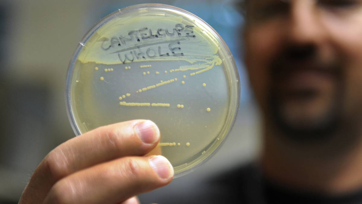 Una muestra de ‘Listeria’.