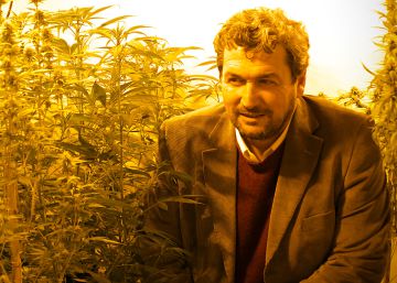Nace la primera semilla de cannabis 100% argentina