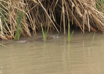 La nutria entra al centro de Madrid surcando el Manzanares