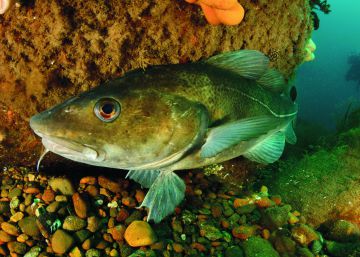 El bacalao, en estado crítico en el Mar del Norte