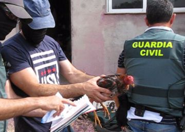Trece detenidos por celebrar peleas de gallos clandestinas en Tordesillas