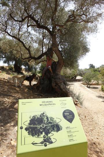 Oliveres mil·lenàries a la Sénia.