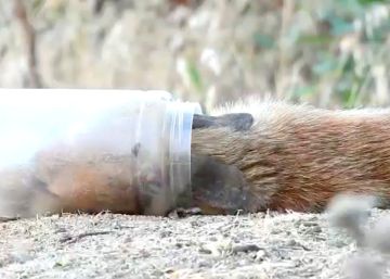 Así salvaron al zorro con la cabeza atrapada en un bote de plástico