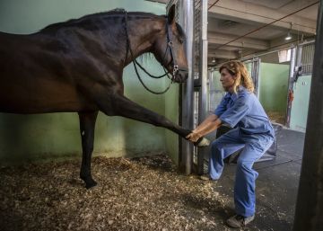 Los masajes para caballos enfrentan a veterinarios y fisioterapeutas