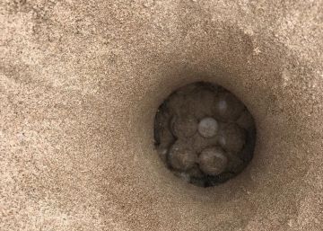 Una tortuga marina desova en una playa valenciana por quinta vez en 200 años de registros