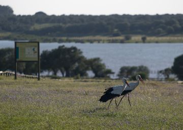 Usan ratones morunos para identificar los niveles de contaminación de Doñana