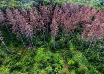 La Comisión acelera su agenda verde para importar solo productos “libres de deforestación”