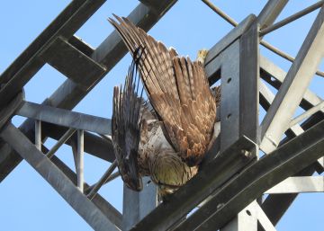La Fiscalía clama contra la pasividad por la “intolerable” muerte de miles de aves en los tendidos eléctricos