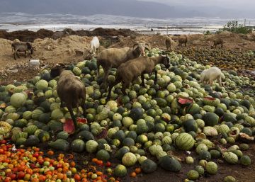 España, incapaz de frenar el desperdicio alimenticio: tira al año 1.300 millones de kilos a la basura