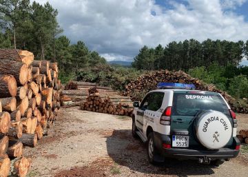 Cae una organización gallega que vendió más de 6.000 toneladas de madera de pino infectada
