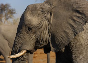 Primer paso para prohibir la venta de elefantes a zoológicos