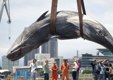 Canarias busca cómo reducir las muertes de ballenas por colisiones con barcos