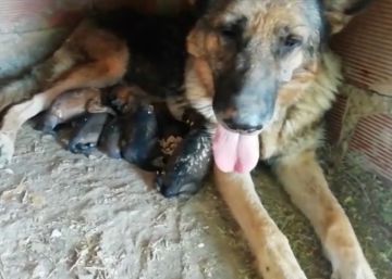 La Guardia Civil rescata a seis cachorros de pastor alemán enterrados vivos en Teruel