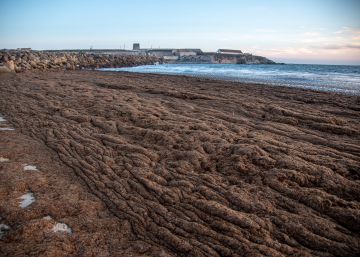 Un alga asiática amenaza la biodiversidad andaluza