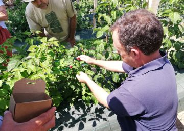 Un ‘casting’ para cultivar frambuesas en Soria