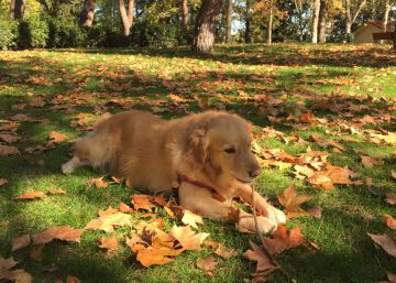 Zamora cobrará nueve euros al año por tener perro Zamora cobrará nueve euros al año por tener perro