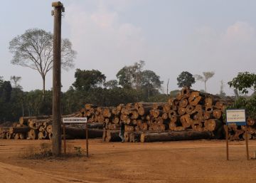 H&M pega carona na campanha pela Amazônia e suspende compra de couro brasileiro