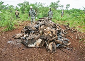 Los furtivos de elefantes envenenan a más de 1.000 buitres en África en año y medio