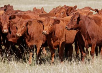 Las altas emisiones de las vacas en Argentina abren el debate