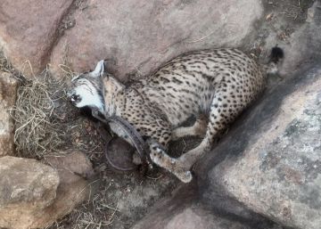 Los cazadores furtivos matan a cuatro linces en Castilla-La Mancha