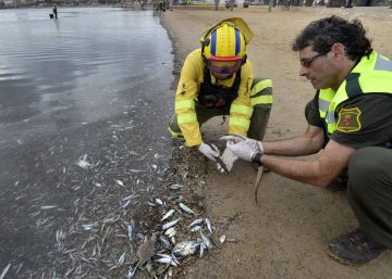 La Fiscalía investiga la muerte de miles de peces en el mar Menor