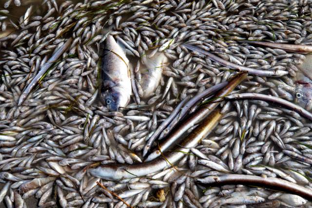 Peces muertos en la zona de Villananitos y La Puntica del mar Menor, en San Pedro del Pinatar (Murcia).