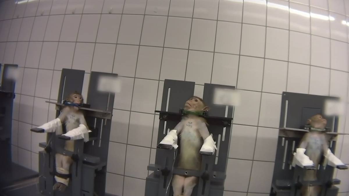 Varios monos sujetados por el cuello.