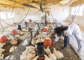 Las gallinas universitarias