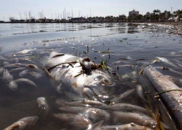 La asfixia del mar Menor