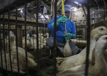 Nova York proíbe a venda de ‘foie gras’ em lojas e restaurantes