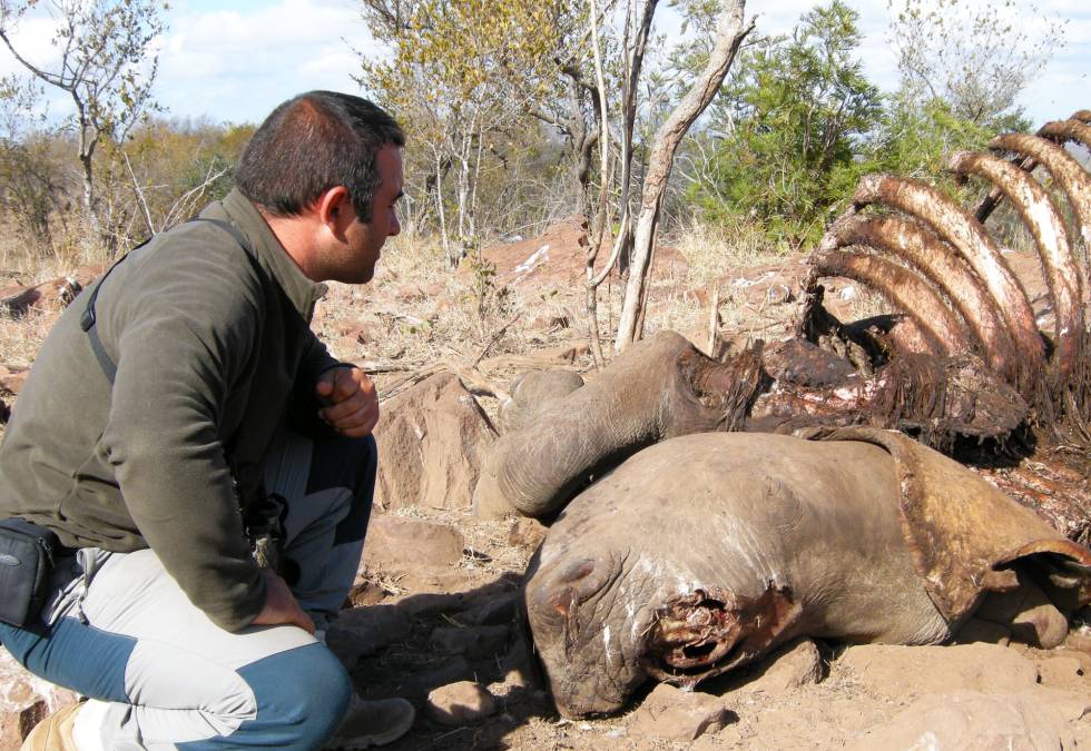 José María, frente a los restos de un rinoceronte cazado furtivamente.
