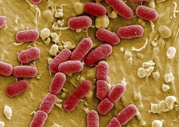 Las resistencias bacterianas a los antibióticos son reversibles Las resistencias bacterianas a los antibióticos son reversibles