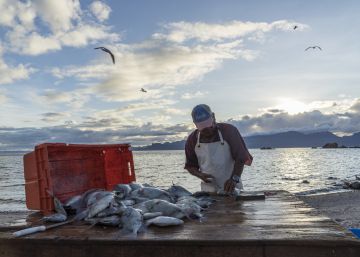 De pescadores a guardianes del mar: la historia del primer refugio pesquero de México