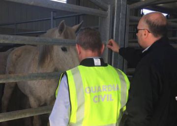 Carne ilegal de caballos destinada a los animales del zoo de Vigo se vendió para consumo humano