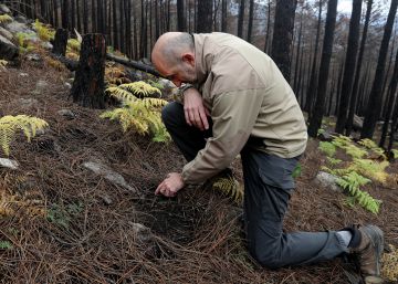 Tres plagas climáticas han dañado ya el 22% de los bosques españoles