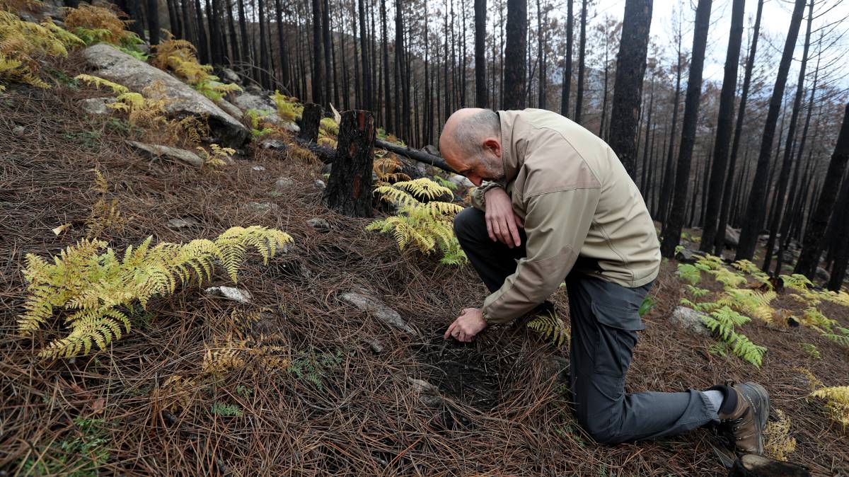 Un ingeniero forestal examina el suelo tras un incendio en Ávila.