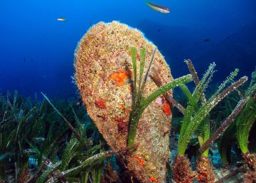 Un molusco gigante del Mediterráneo entra en la lista roja de especies en peligro crítico de extinción Un molusco gigante del Mediterráneo entra en la lista roja de especies en peligro crítico de extinción