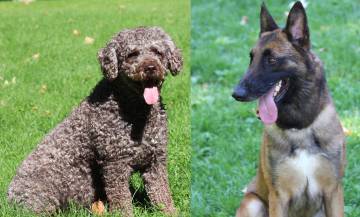 Marley y Lennón, los perros del equipo cinológico de la Guardia Civil.