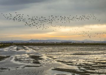 L’Albufera de València, paradís i infern