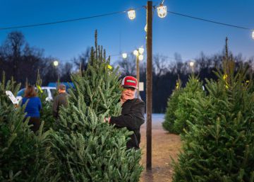 La alta demanda estadounidense eleva los precios de los árboles de Navidad en Canadá
