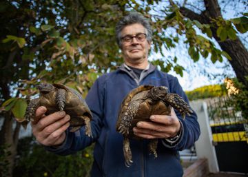 Querer devolver unas tortugas a su hábitat y acabar sancionado por contrabando