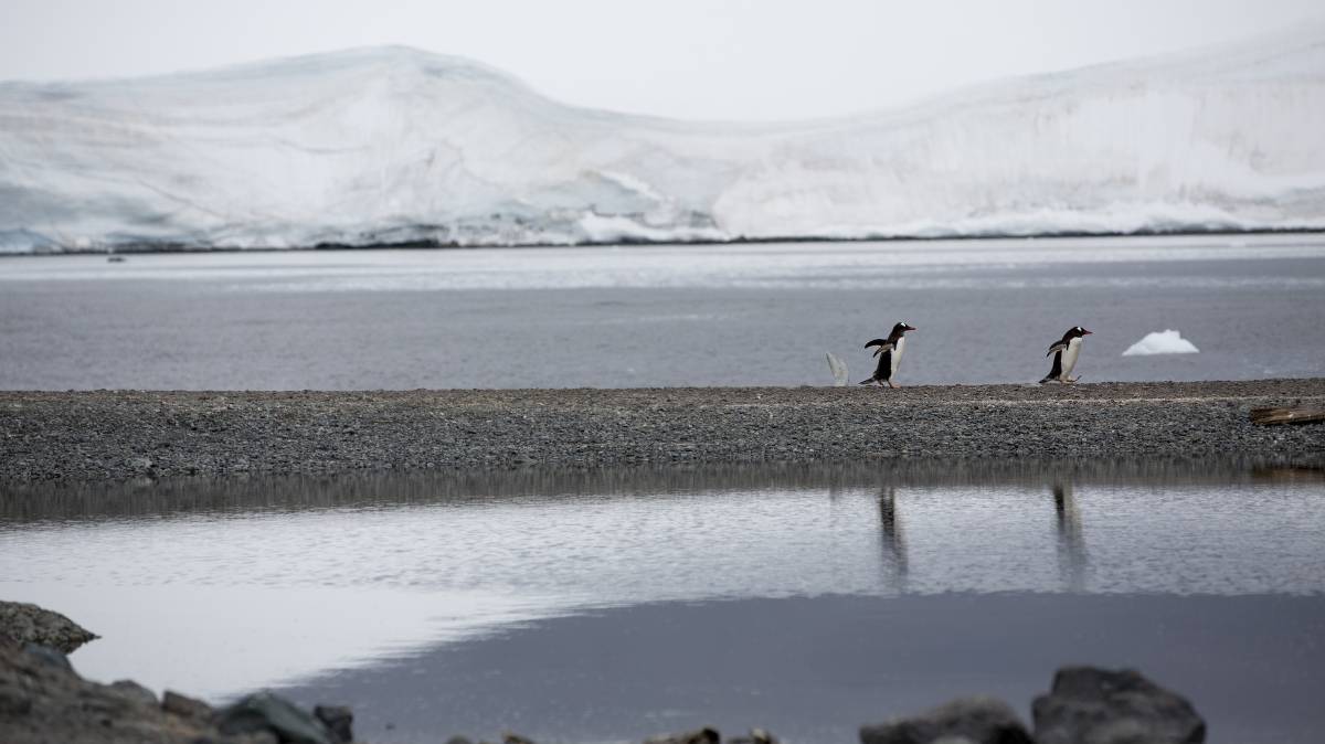 Pingüinos en la Antártida.