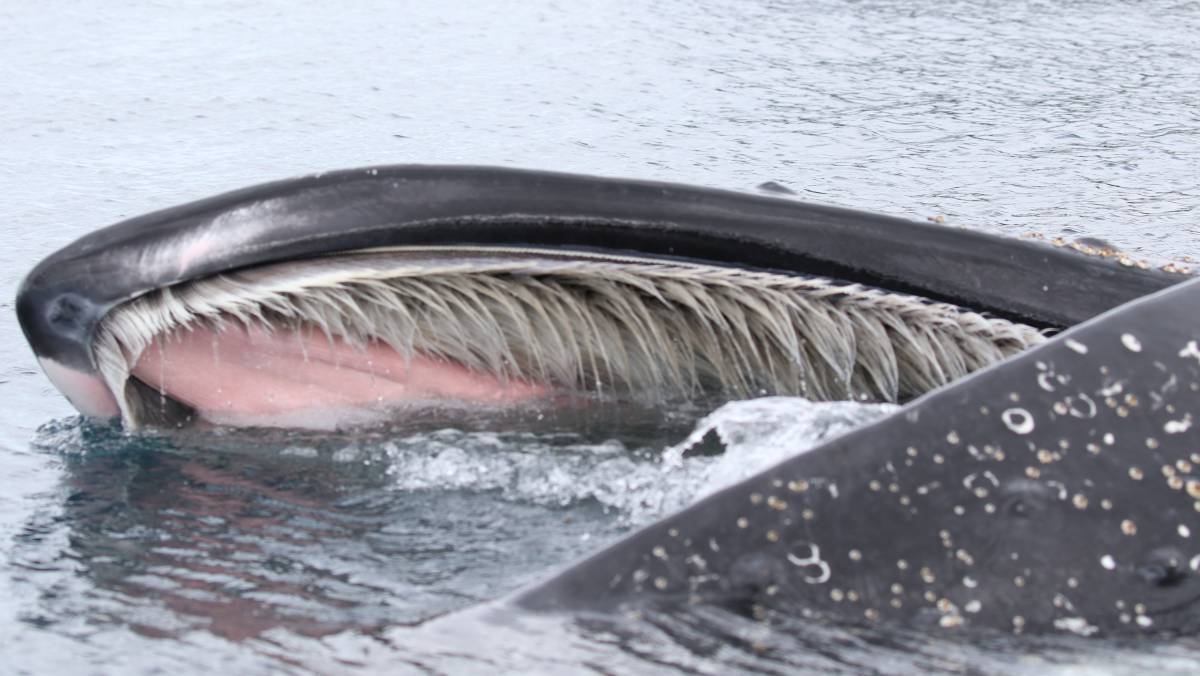 Una ballena jorobada, en la Antártida.