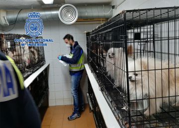 La policía desmantela una banda de cría ilegal de chihuahuas y rescata 270 perros
