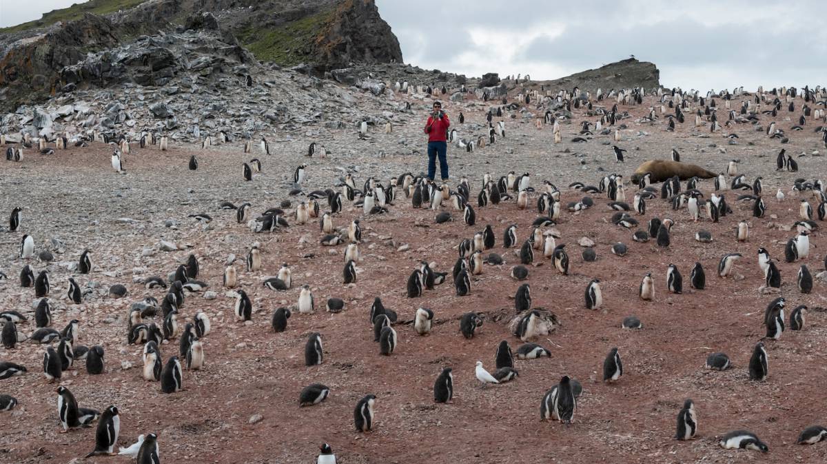 Pingüinos en la Antártida.