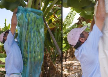 ‘Dale una vuelta’ | La segunda vida del plátano de Canarias para acabar con el plástico ‘Dale una vuelta’ | La segunda vida del plátano de Canarias para acabar con el plástico
