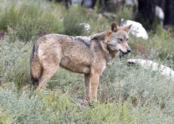 14 días para abatir al único lobo que campea por Álava 14 días para abatir al único lobo que campea por Álava