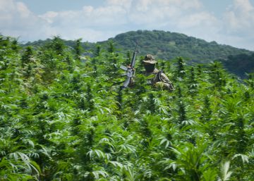 Canadá quiere el negocio de la marihuana legal en México Canadá quiere el negocio de la marihuana legal en México