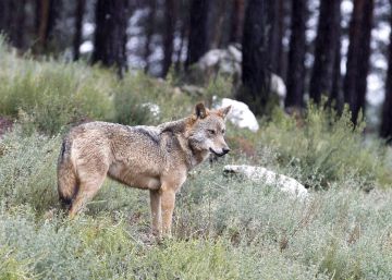 Álava suspende temporalmente la caza del lobo al declararse especie
protegida Álava suspende temporalmente la caza del lobo al declararse especie
protegida